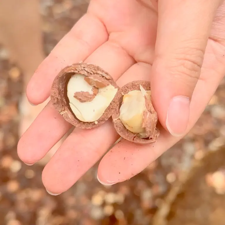 Oahu Macadamia Nut Farm