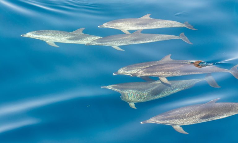 Pantropical spotted dolphins