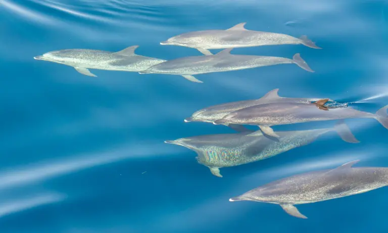 Pantropical spotted dolphins