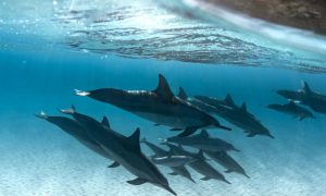 A pod of dolphins swimming underwater