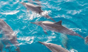 Wild dolphin watching in Oahu