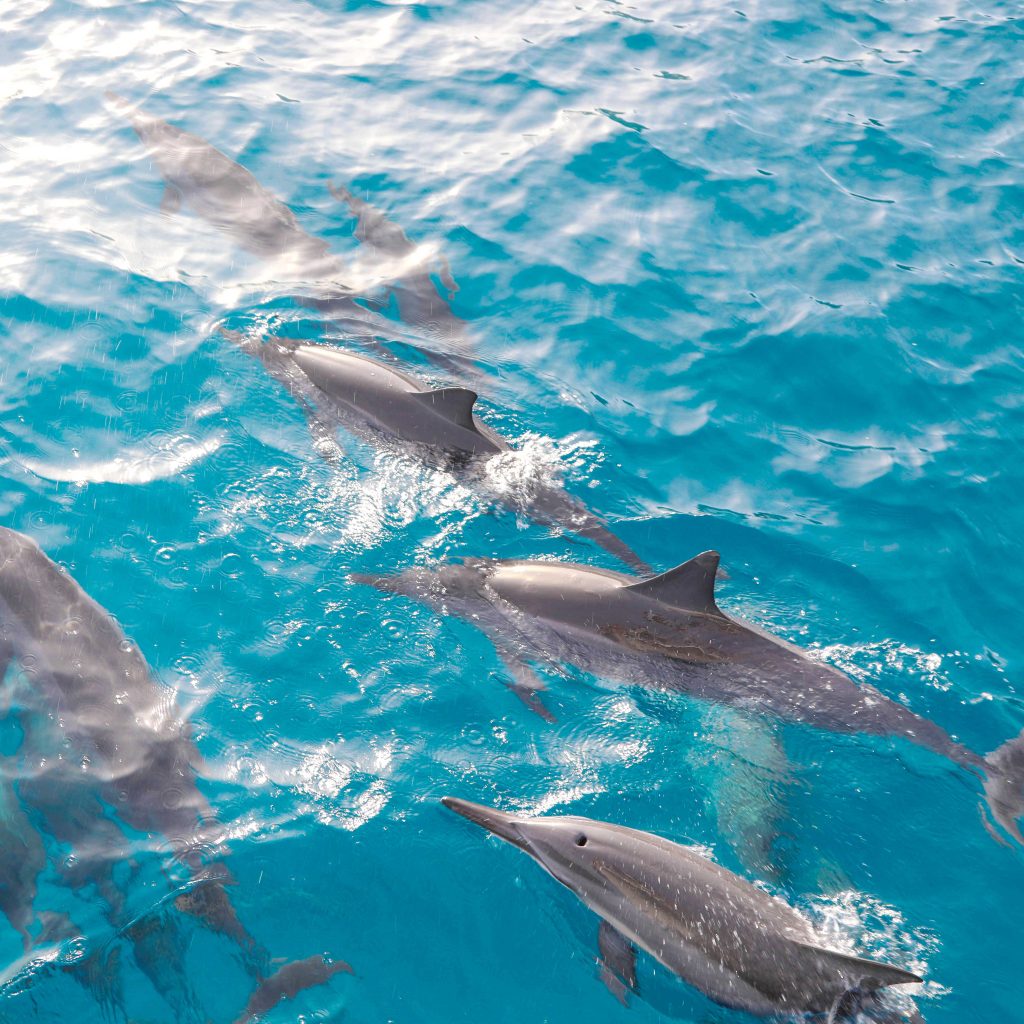 Wild dolphin watching