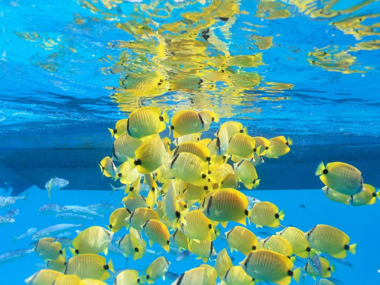 West Oahu Reef fish