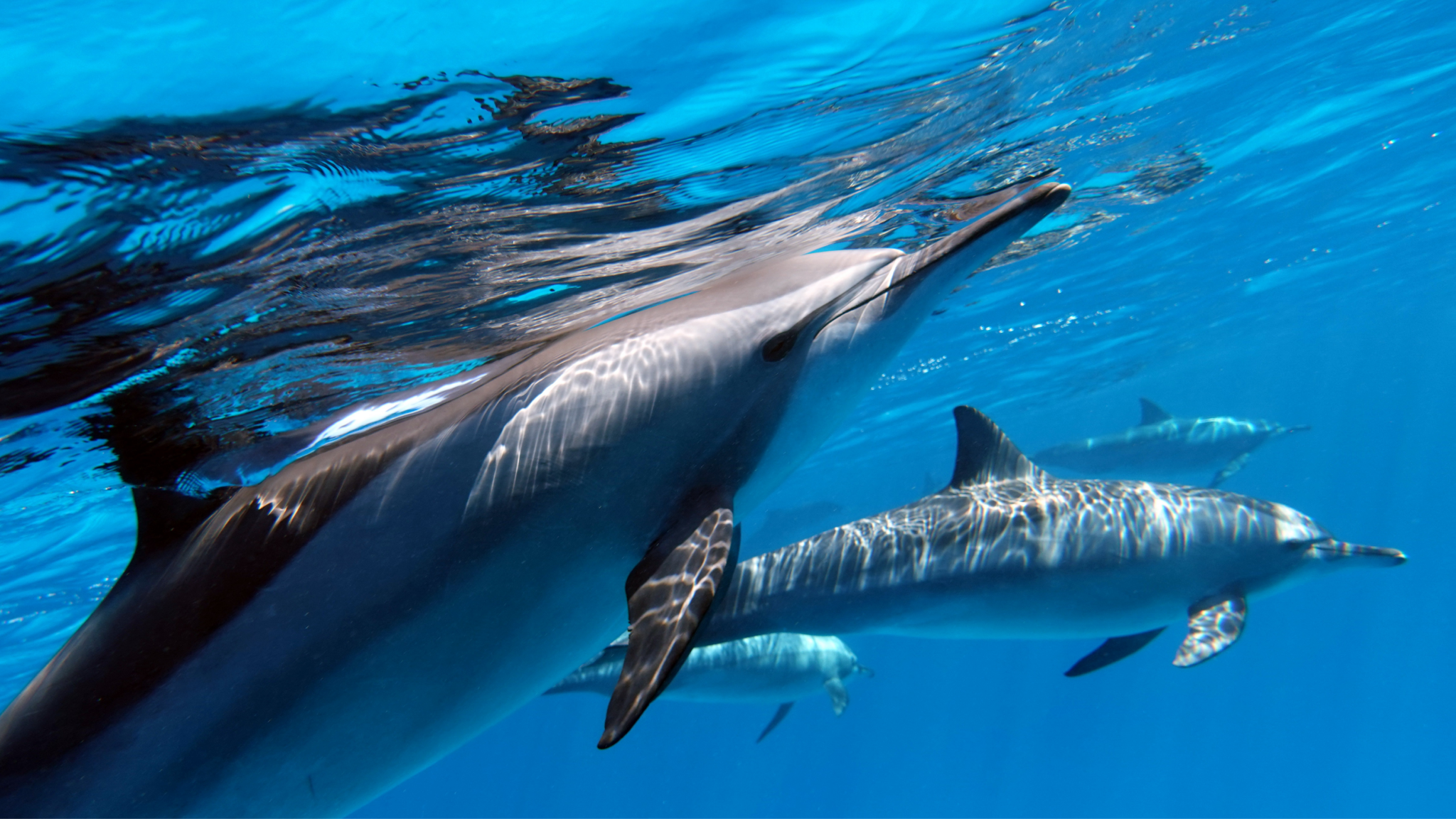 Read more about the article What Are Dolphins’ Natural Predators?