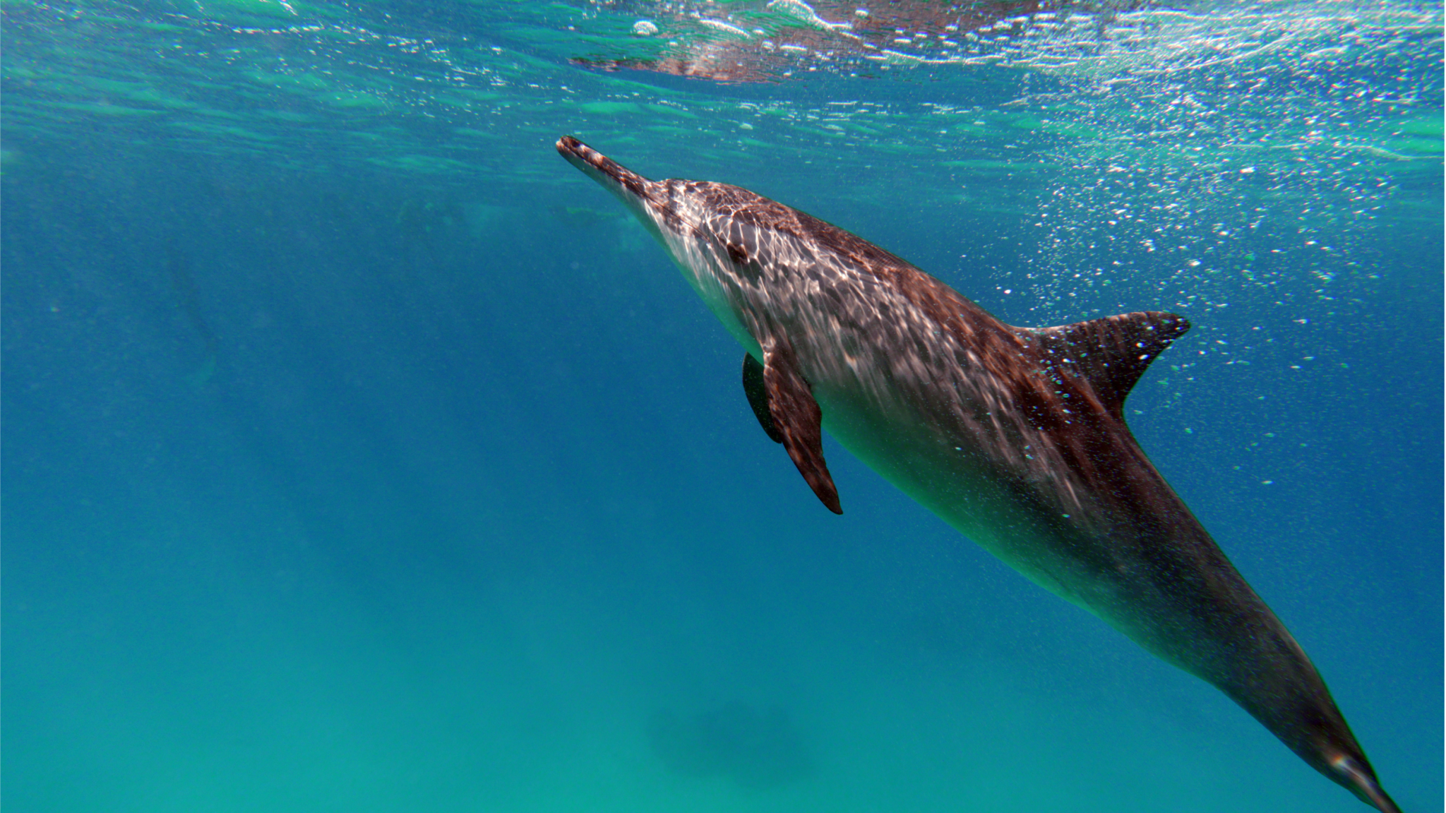 You are currently viewing The Strongest Dolphins in the World: Unveiling Nature’s Marine Athletes