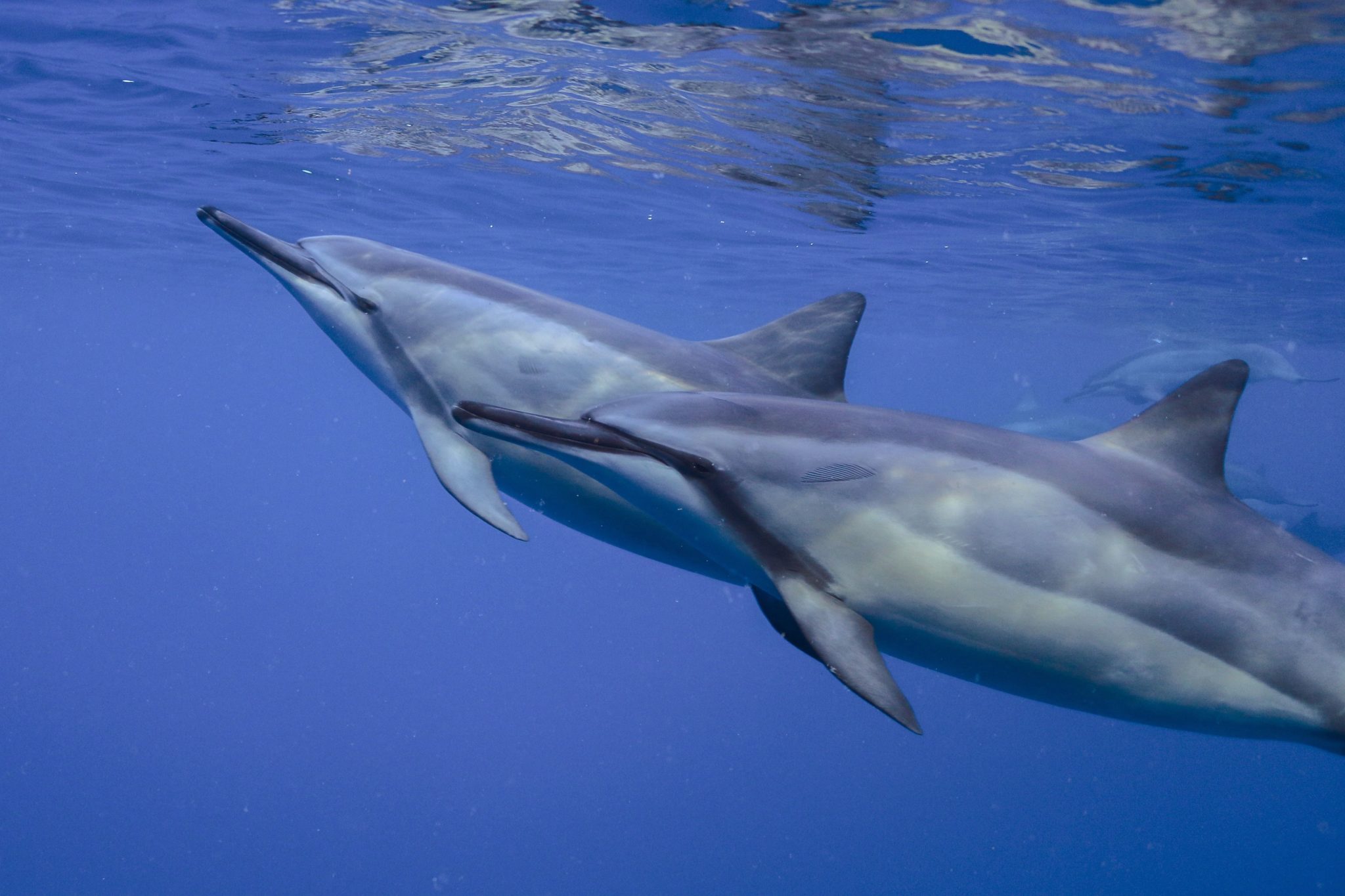 Why Swimming with Dolphins was Banned in Hawaii - Hawaii Travel Guide