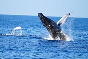 Read more about the article Oahu Dolphin Thrills with Whales Spotted Most Days
