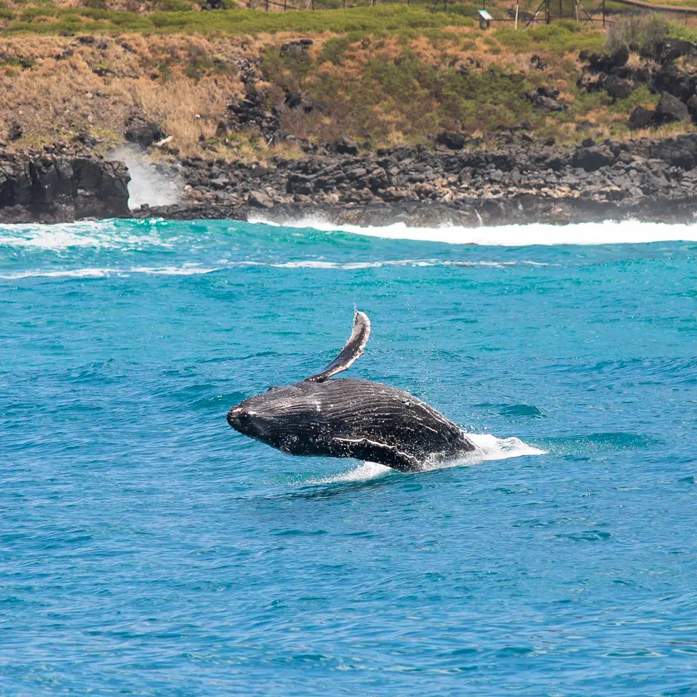 Humpback Whale in West Oahu