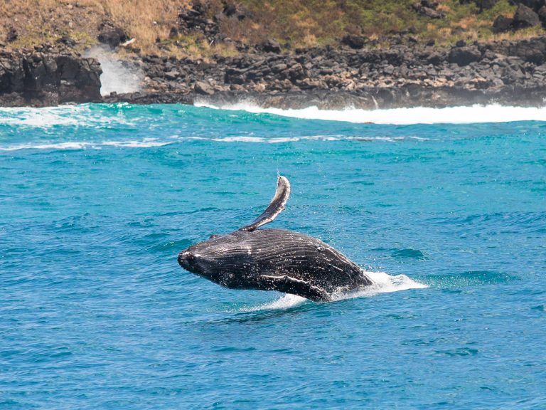 Whale watching West Oahu