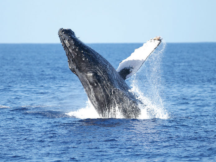 Whales in West Oahu