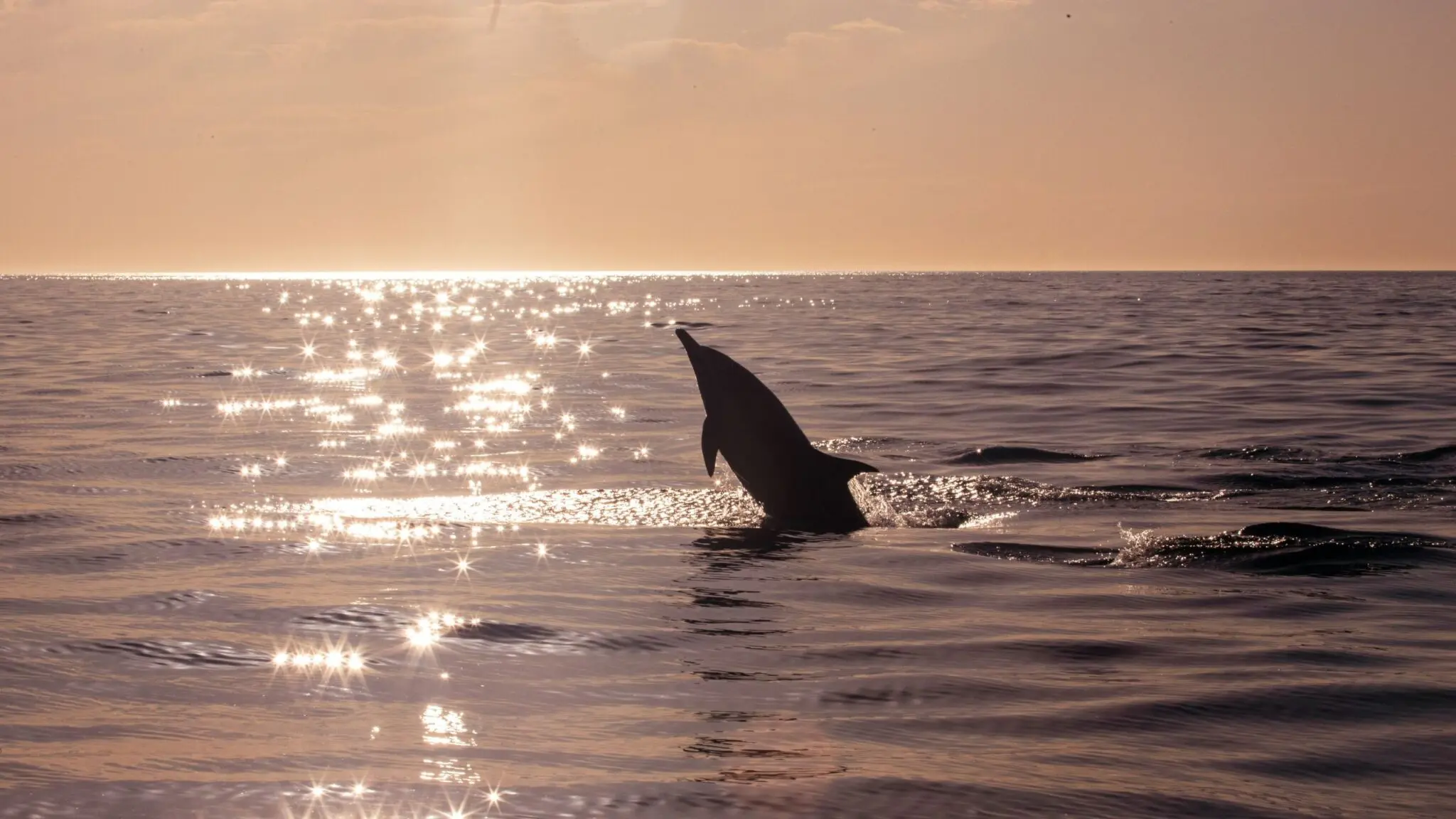 Read more about the article Cooperative Fishing Between Humans and Dolphins