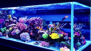 Read more about the article 日本でもお魚に癒されよう｜日常に “水の癒し” を取り入れる