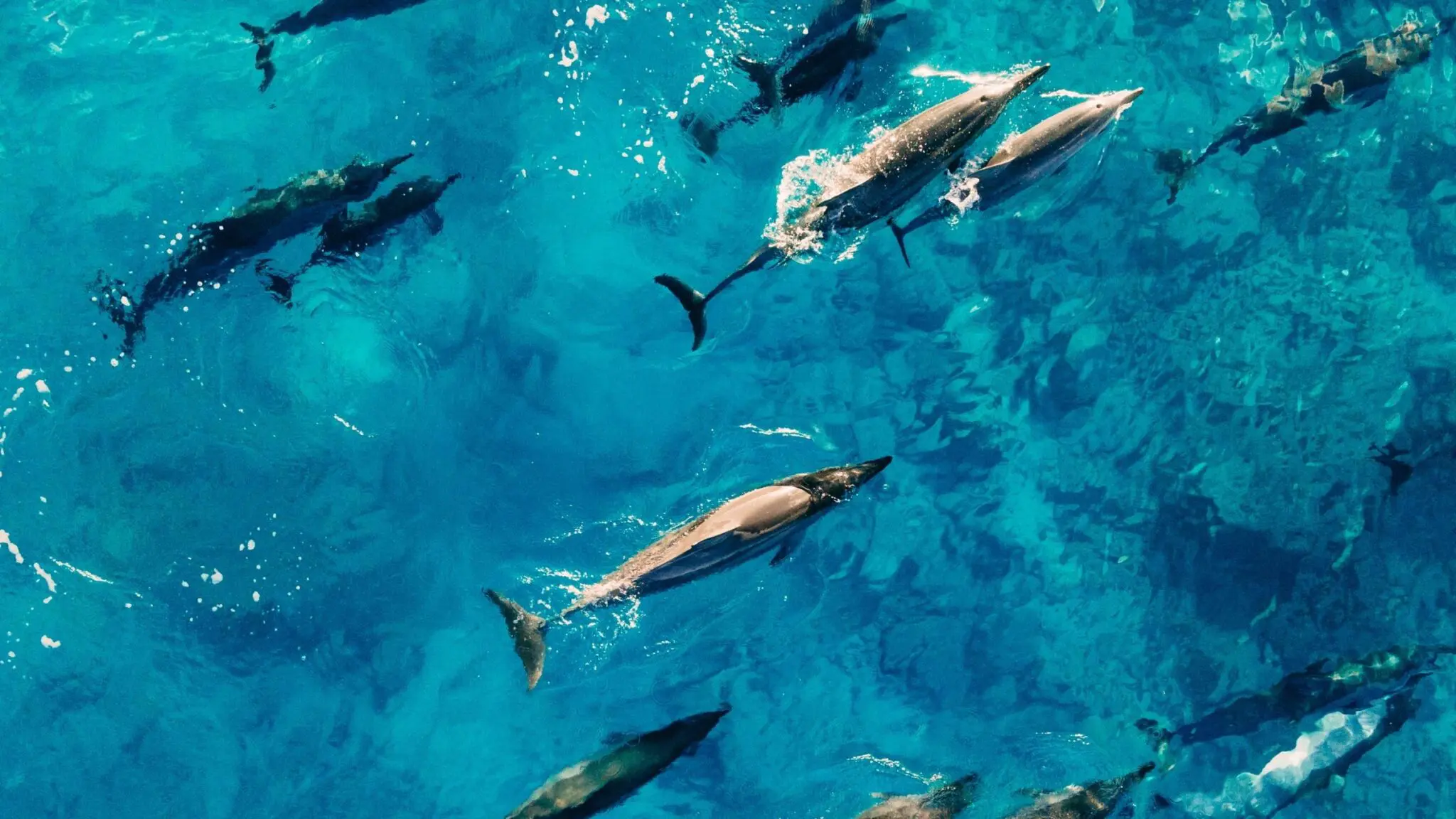 Read more about the article Can Dolphins Recognize Themselves in a Mirror? The Science of Dolphin Self-Awareness