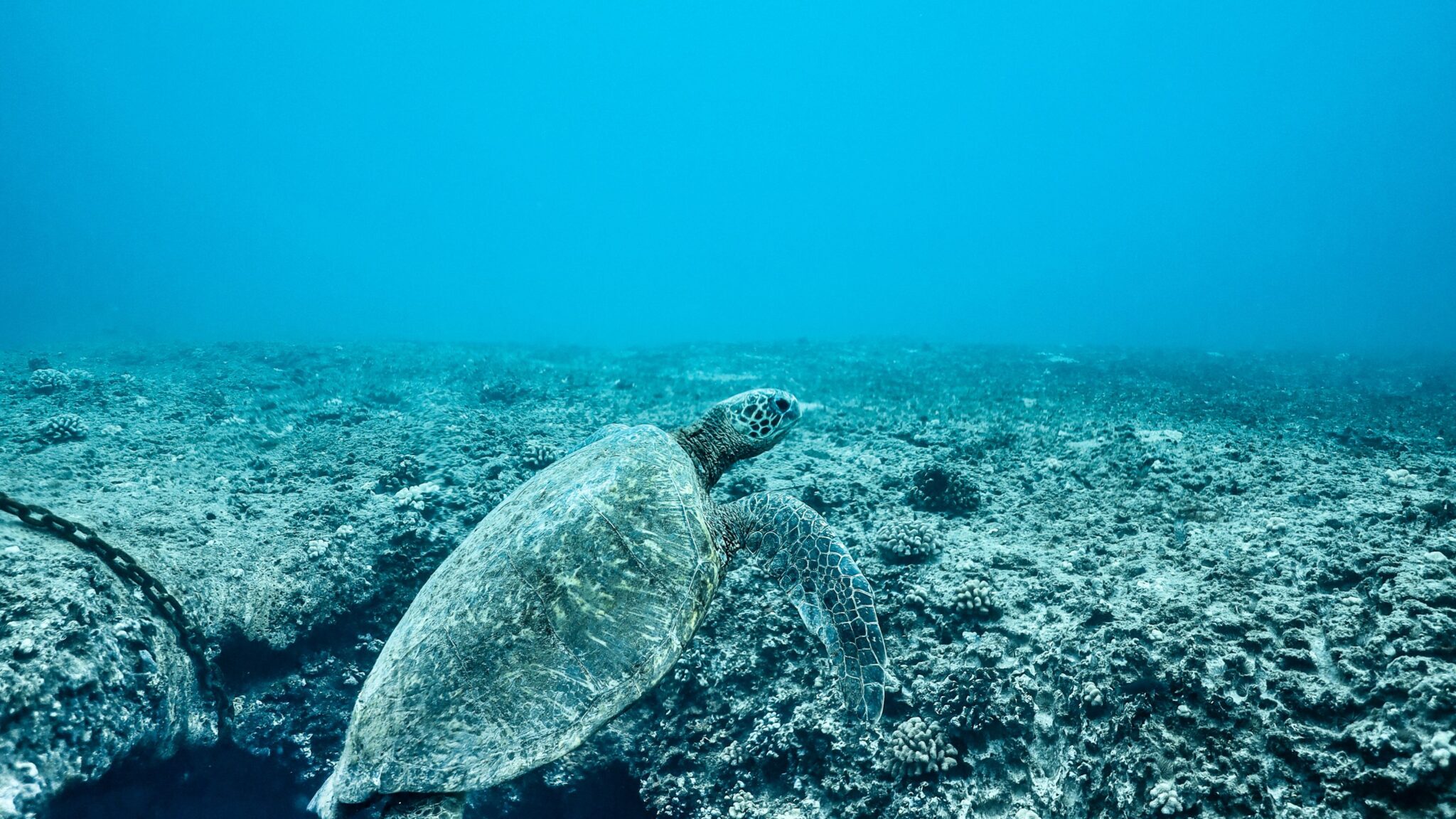 Read more about the article 【ハワイ旅行前必読】海を守る！日焼け止めの規則と選び方
